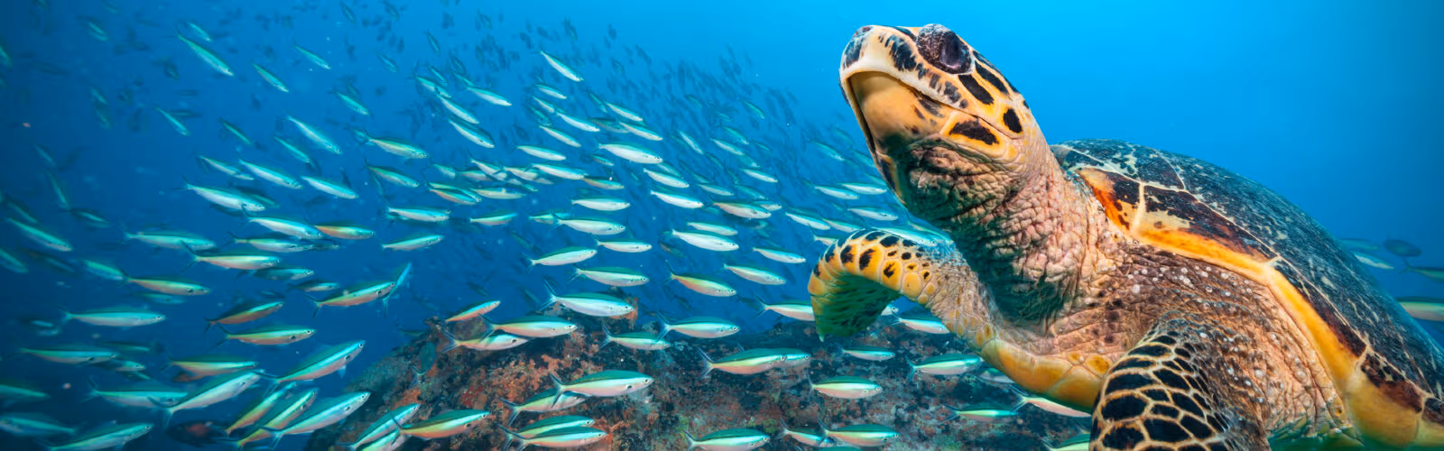 Luxury Galápagos Vacation