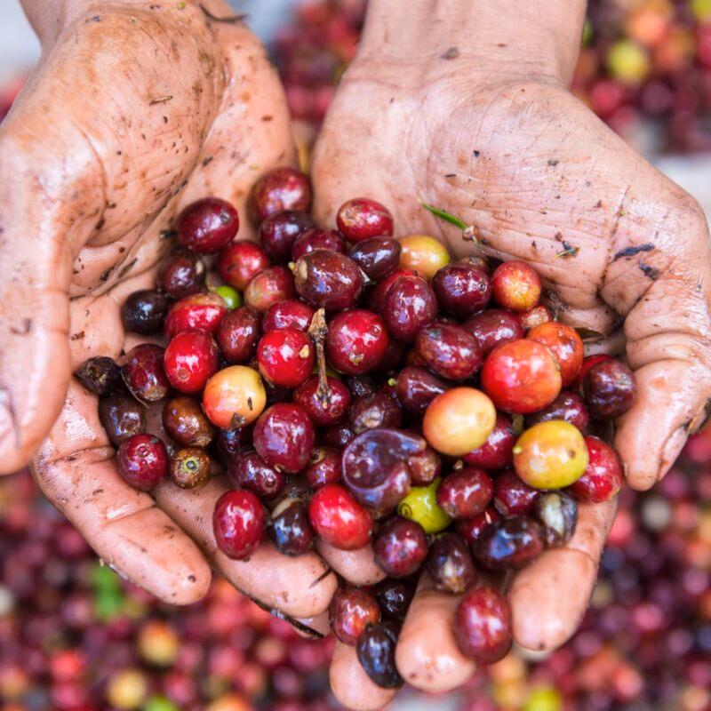 Luxury Costa Rica tours - Hands holding fresh coffee crop