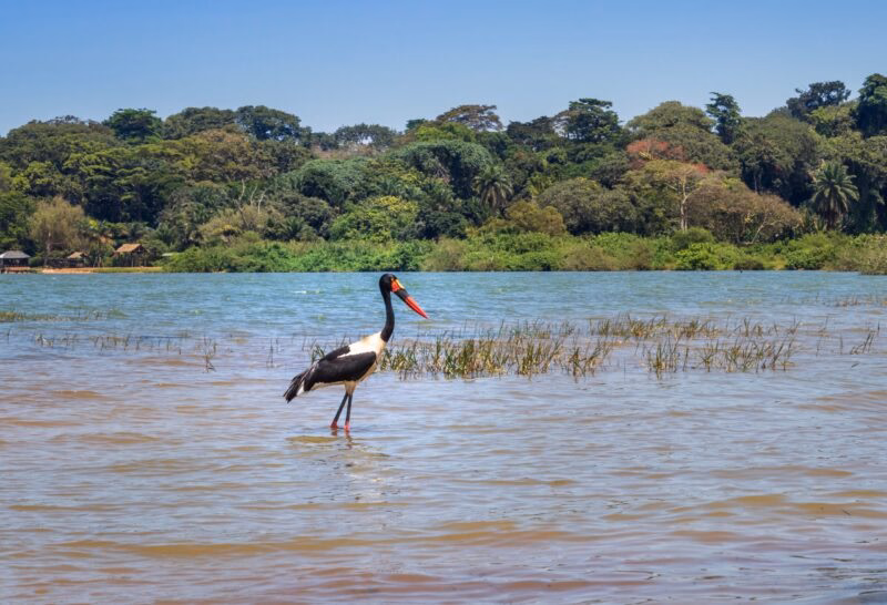 A black and white stork with a red and yellow beak stands in a large body of water.