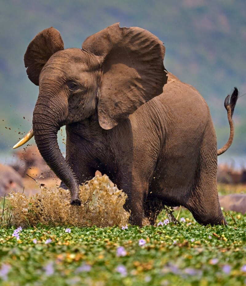 A large elephant splashes muddy water while walking through a field of water hyacinths.