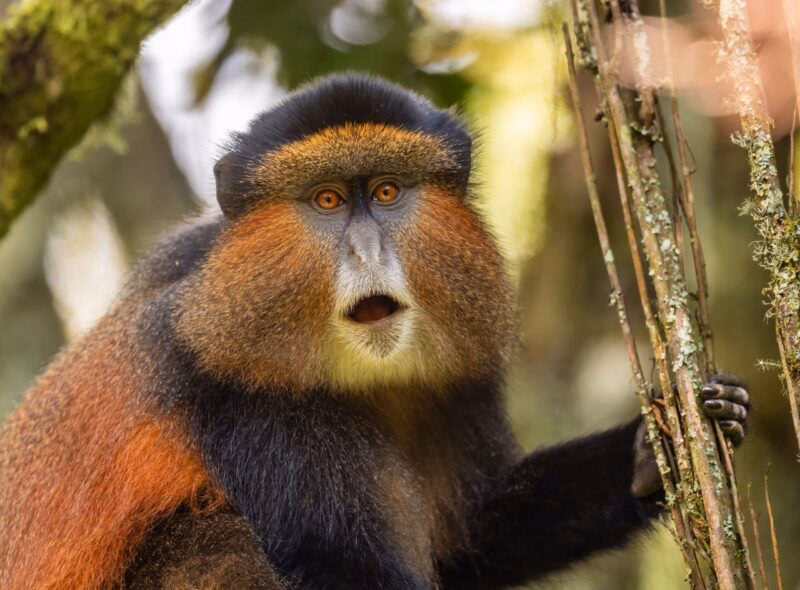 Close-up of a golden monkey with orange fur and amber eyes on luxury Uganda holidays.