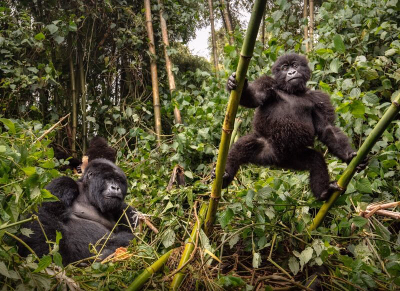 An adult gorilla sits in thick leaves while a smaller gorilla hangs from bamboo stalks nearby.