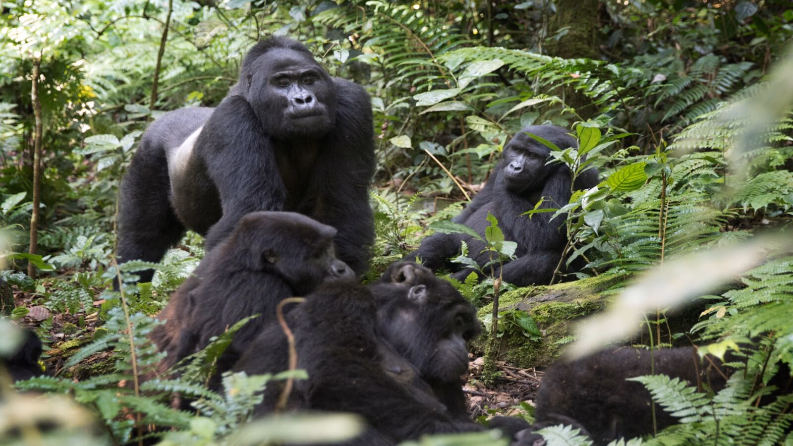 A family of mountain gorillas sitting together among green leaves on luxury Uganda trips.