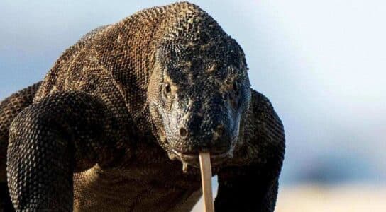 Spot Komodo dragons preview image