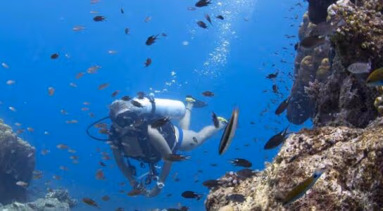 Marine conservation and coral reefs preview image