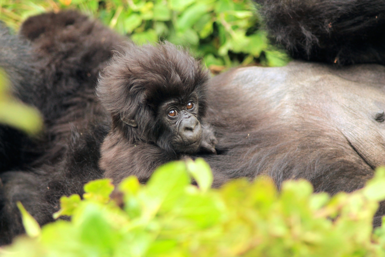 Masking up for Gorillas