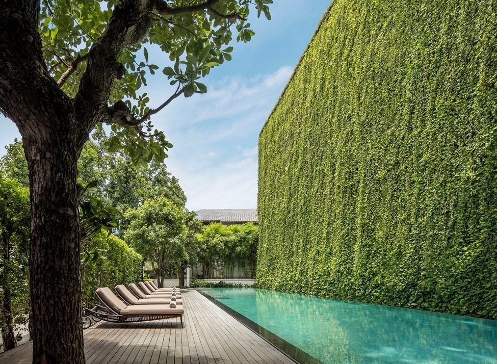 A long swimming pool next to a high wall covered in thick green ivy with sun loungers on a wooden deck.