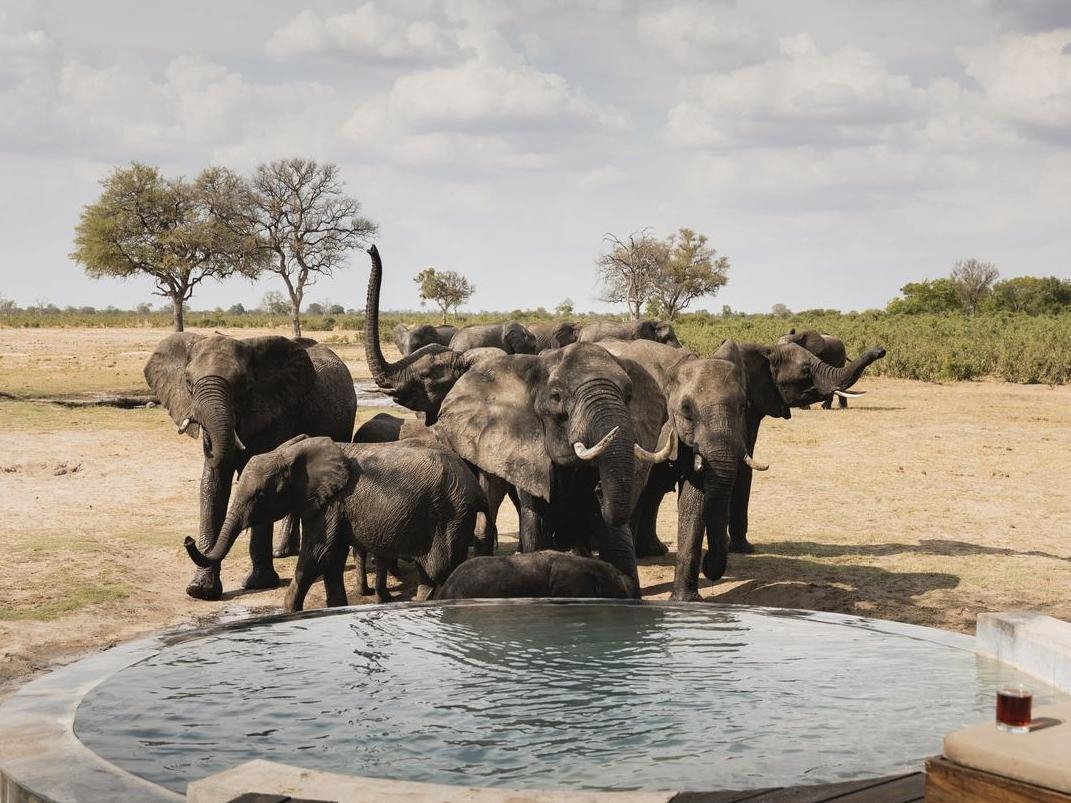 A herd of elephants at Wilderness Little Makalolo, in front of a pool area.