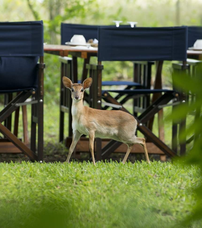 Suni antelope at andBeyond Benguerra Island.
