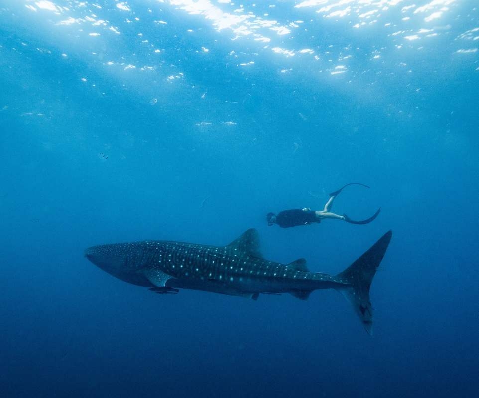 Underwater view of a diver swimming behind a whale shark in clear blue ocean water.