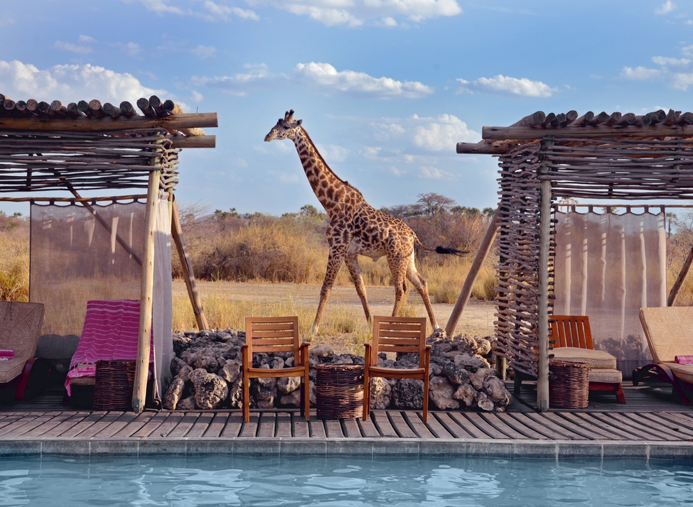 A giraffe walking past a poolside lounge area with wooden chairs and rustic shaded cabanas under a blue sky.