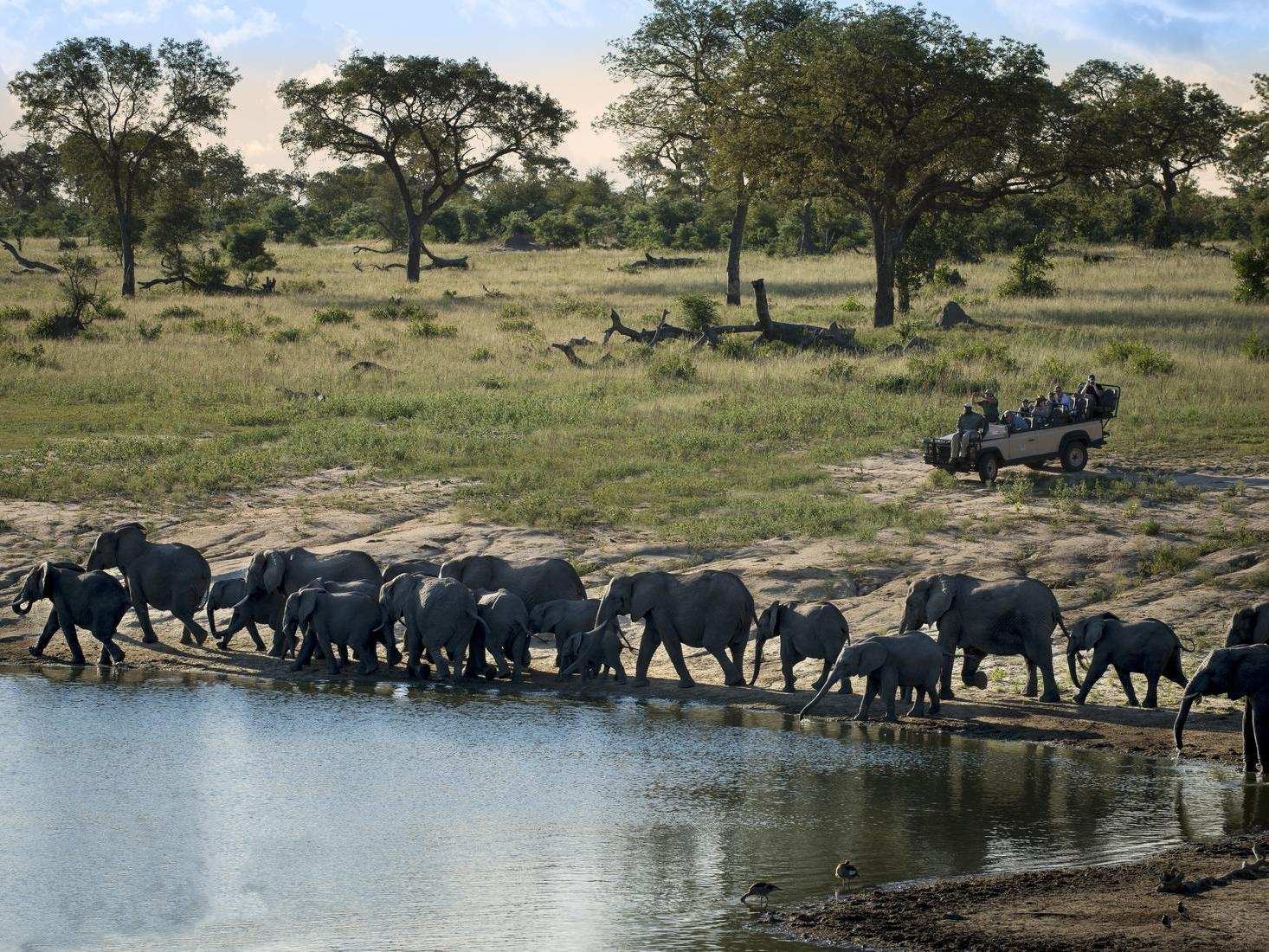 People in a safari vehicle watching a group of elephants by a waterhole.
