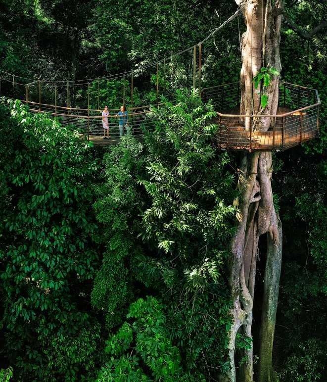 A high canopy walkway bridge winding through tall green trees in a thick jungle.