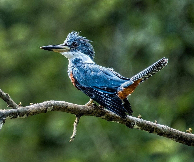 A blue and orange kingfisher bird with a sharp beak sits on a tree branch in a lush green forest.