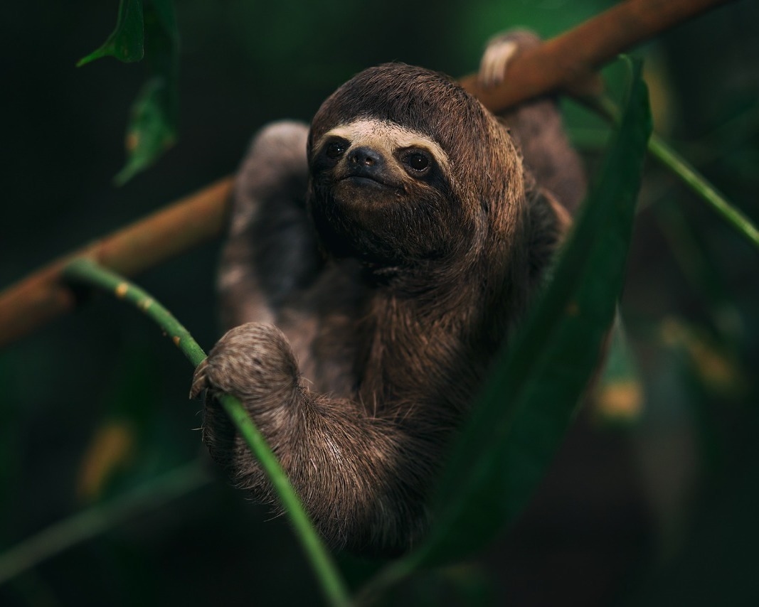 Close-up of a sloth holding onto a branch with its claws, surrounded by green leaves in a forest.