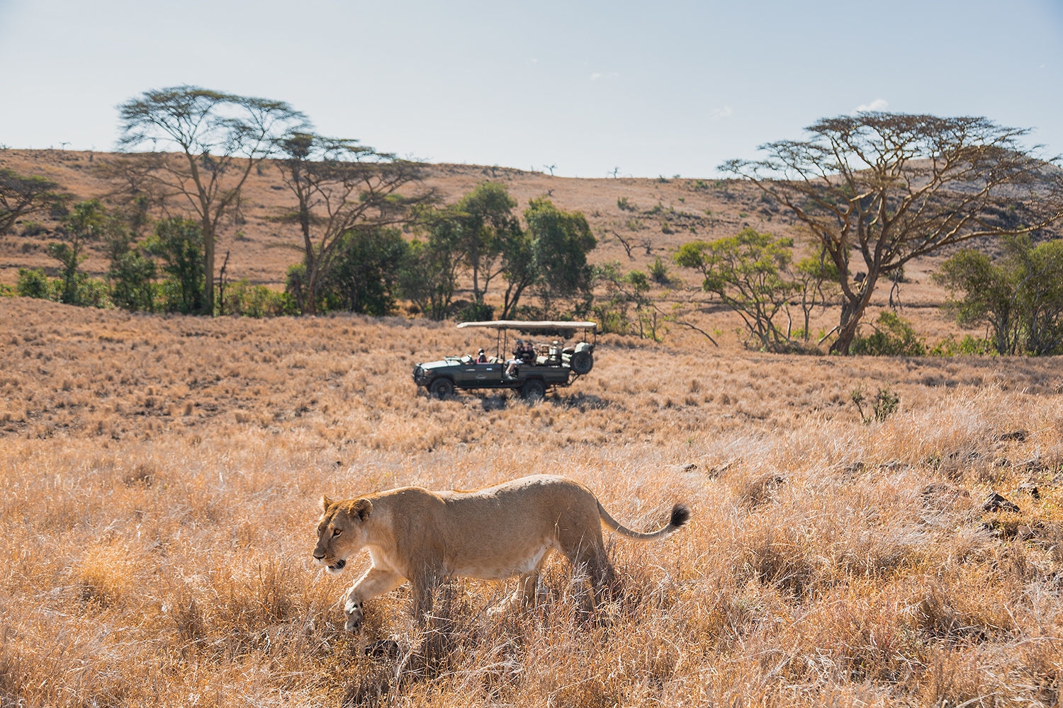 A lioness walking through dry golden grass with a safari vehicle and tourists in the background.
