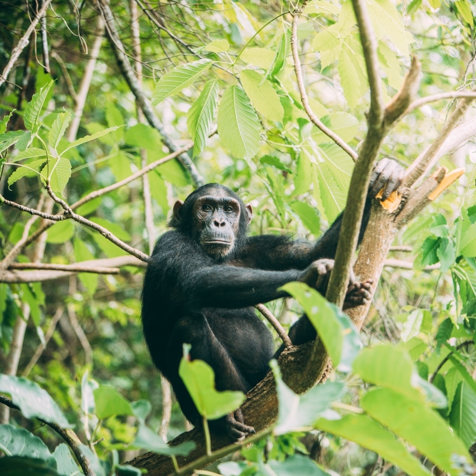 A chimpanzee sitting on a tree branch surrounded by green foliage.