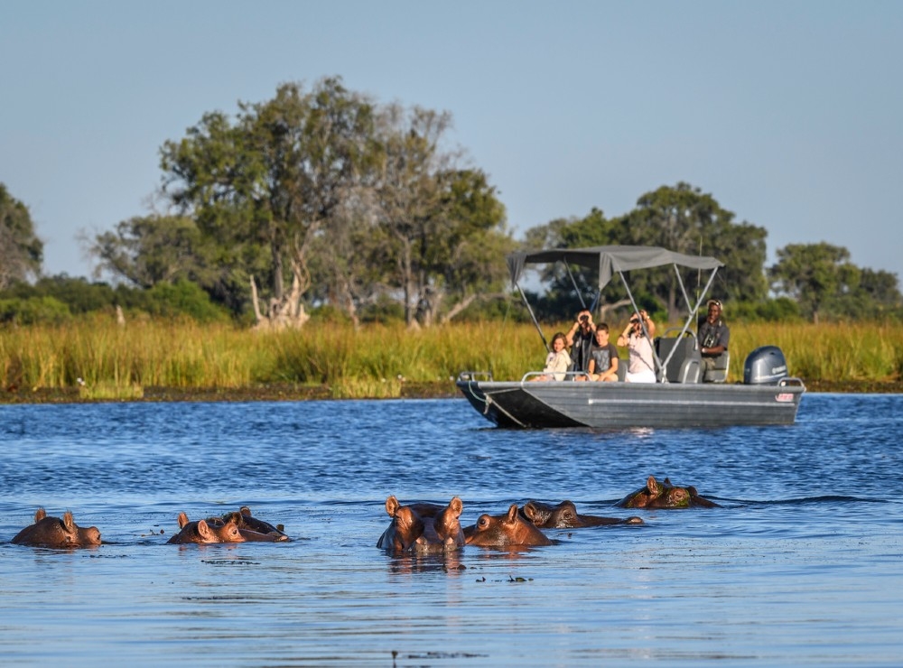 People watching a group of hippos