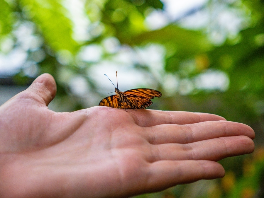A close up of a butterfly on a person's hand.