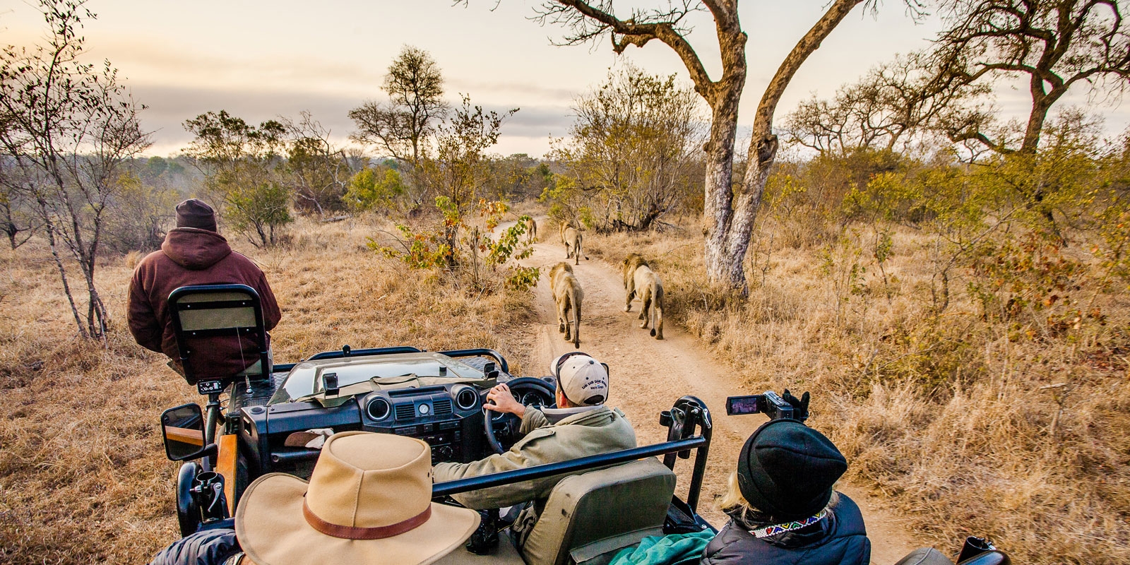 Safari jeep and lions, Sabi Sabi, South Africa