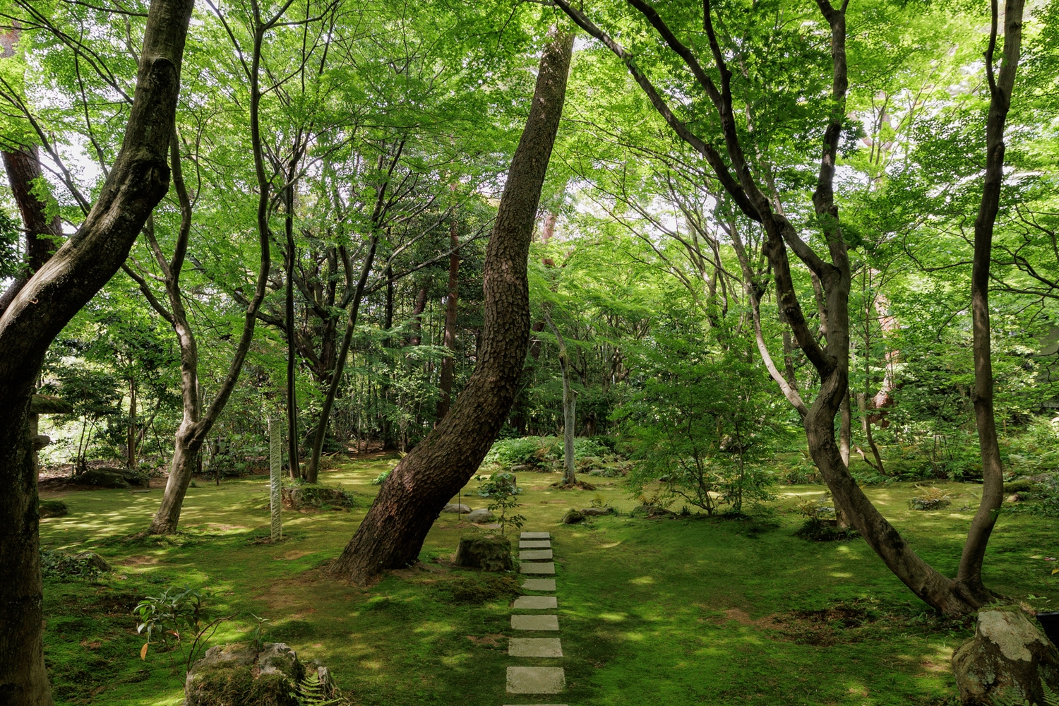 A stone path winds through a vibrant, mossy forest garden at Beniya Mukayu under a canopy of lush green trees.