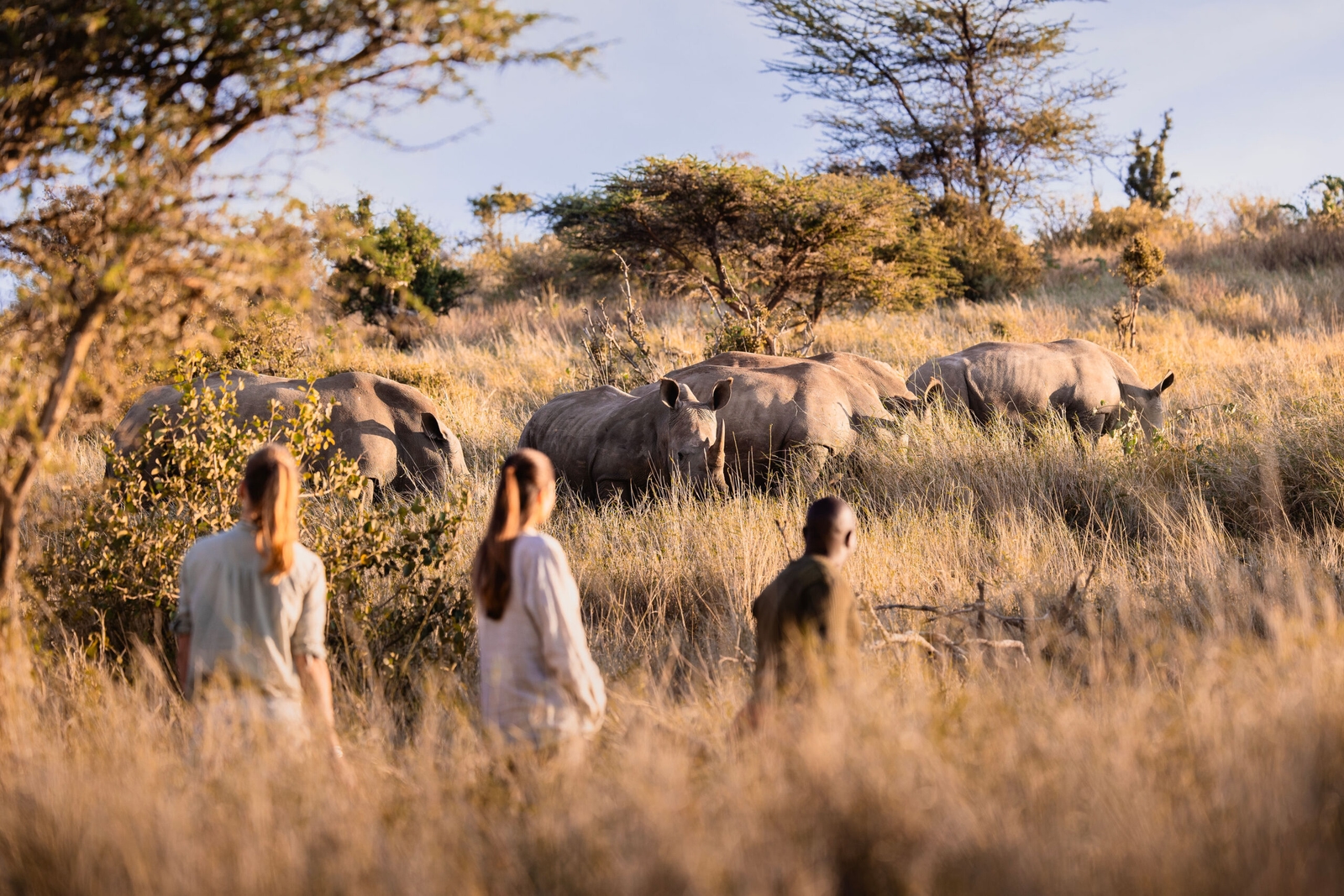 Tourists on a walking safari observe a group of rhinos grazing in tall dry grass.