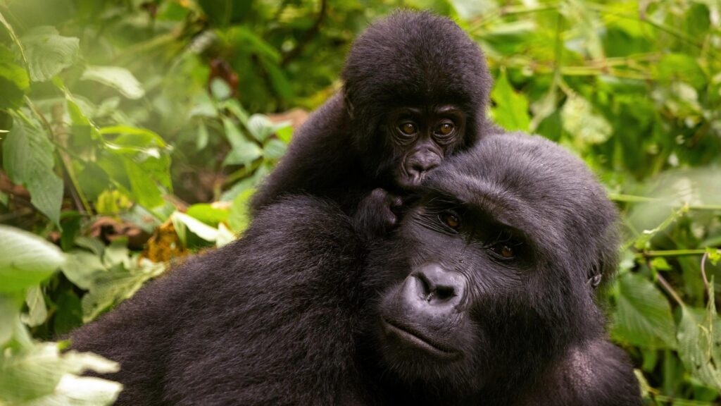 Gorilla safaris