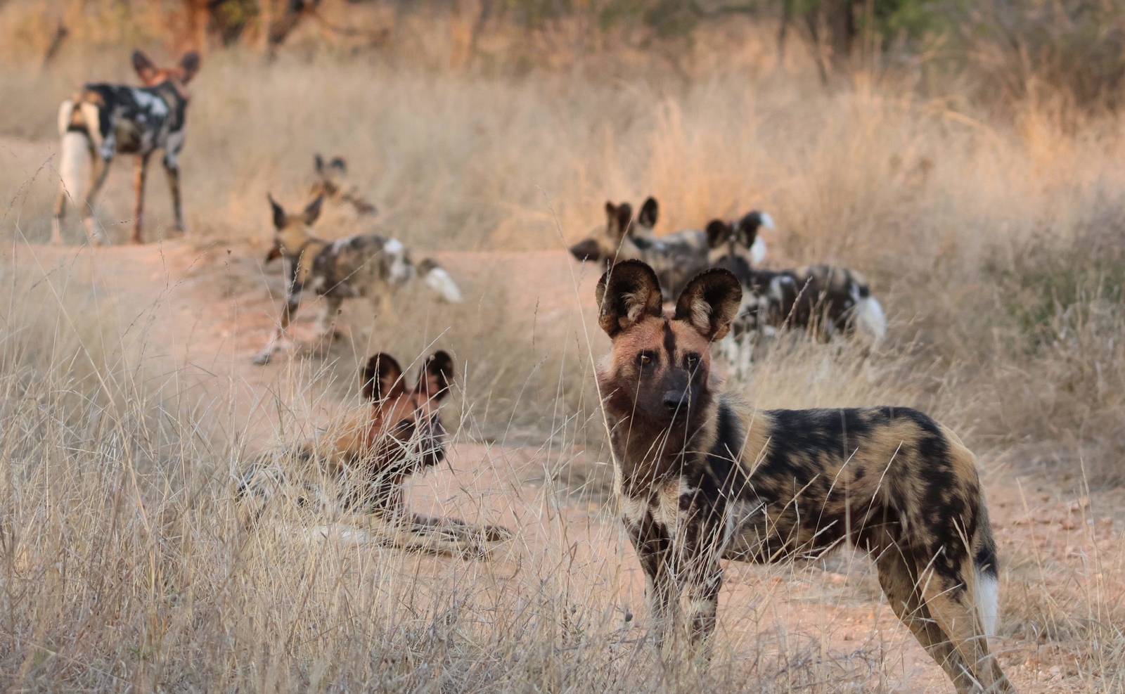 A pack of African wild dogs in the dry grass during a safari at Simbavati Hilltop Lodge.
