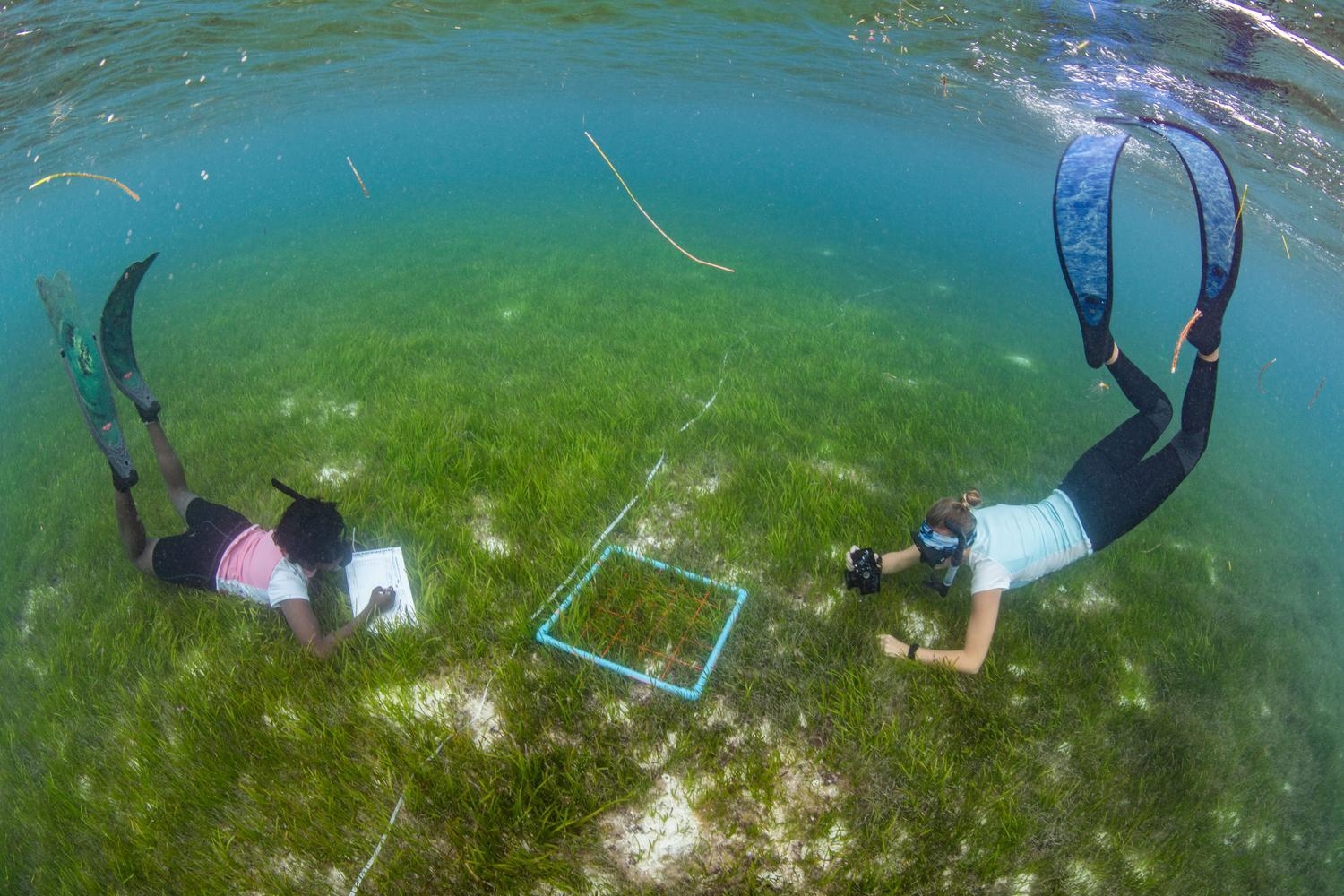 Two people diving to record seagrass at Six Senses Laamu