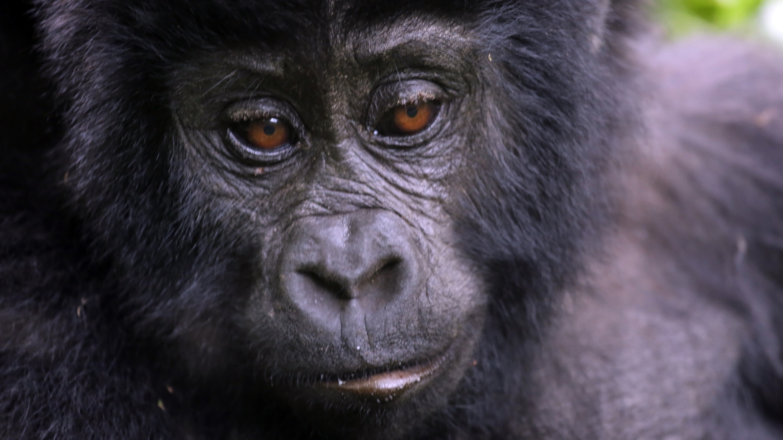 When is the Best Time to Visit Uganda?