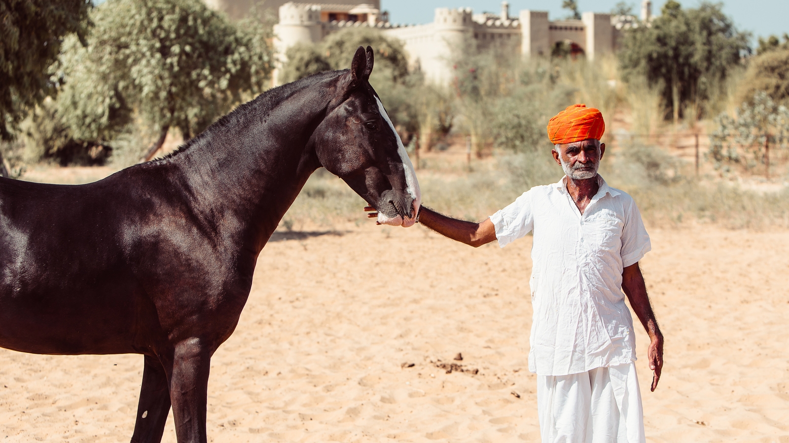 Horses in Mihir Garh, India
