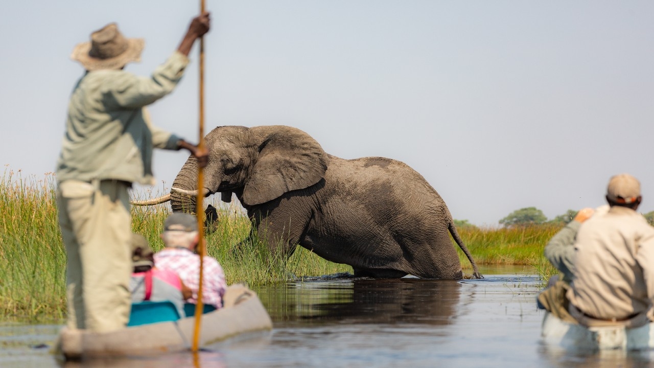 Tourists in mokoros observing an African elephant climb the bank of the Okavango Delta