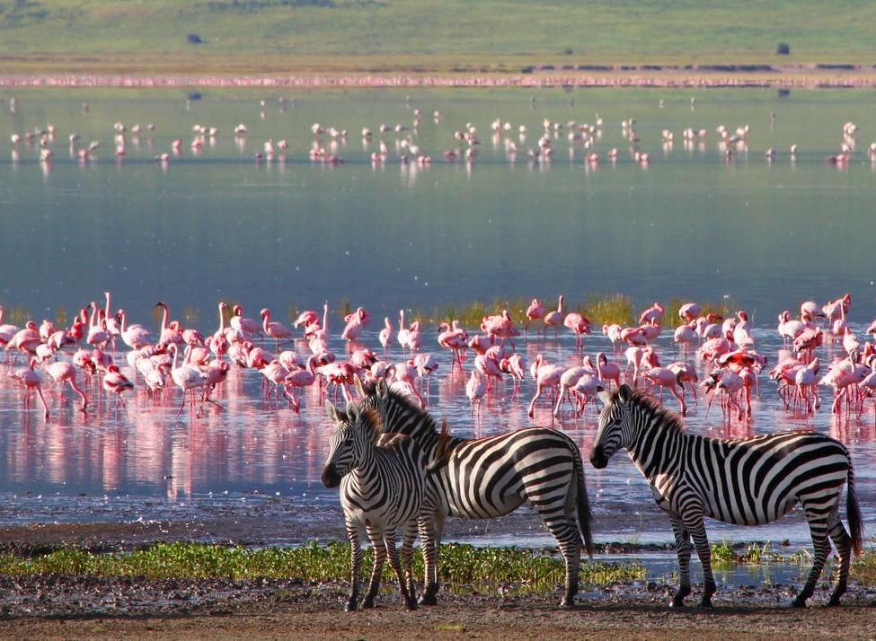 Four zebras standing near a lake filled with pink flamingos at Sanctuary Ngorongoro Crater Camp.