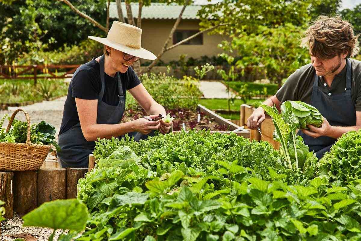 Two gardeners harvesting fresh kale and lettuce from a lush organic vegetable garden with raised beds.
