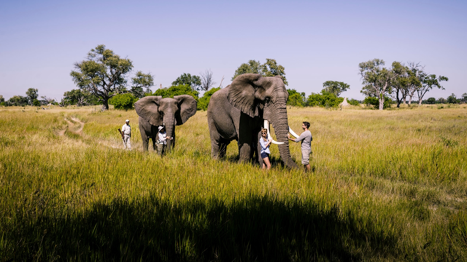 botswana-stanleys-camp-elephant-walking-safari