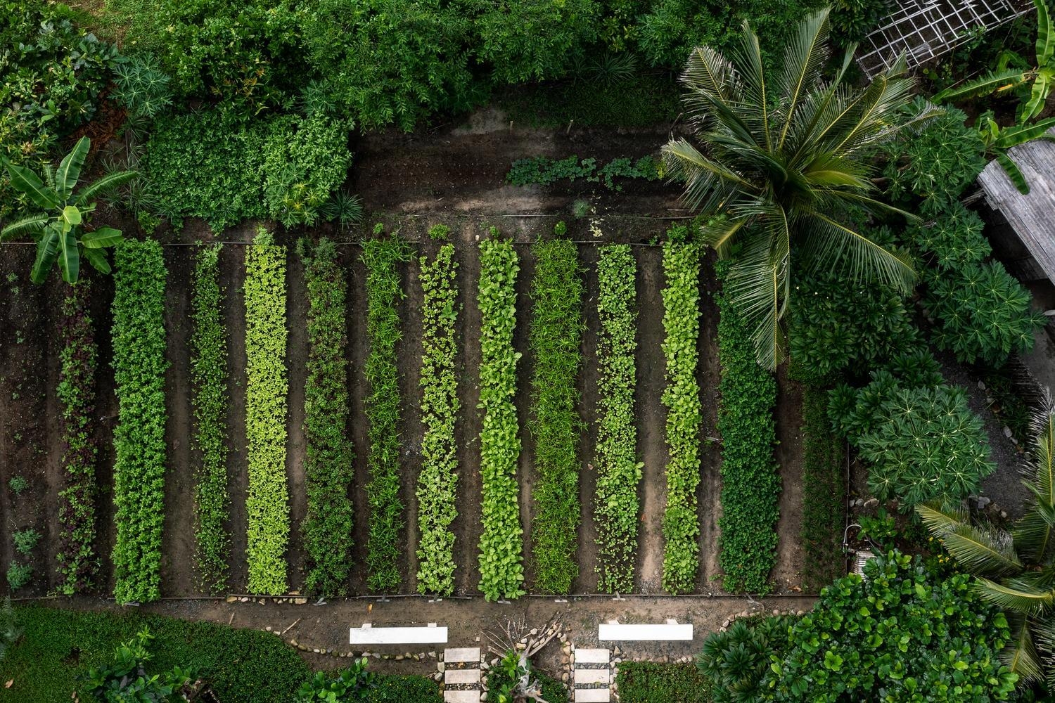 Aerial view of plants growing in rows at Six Senses Con Dao