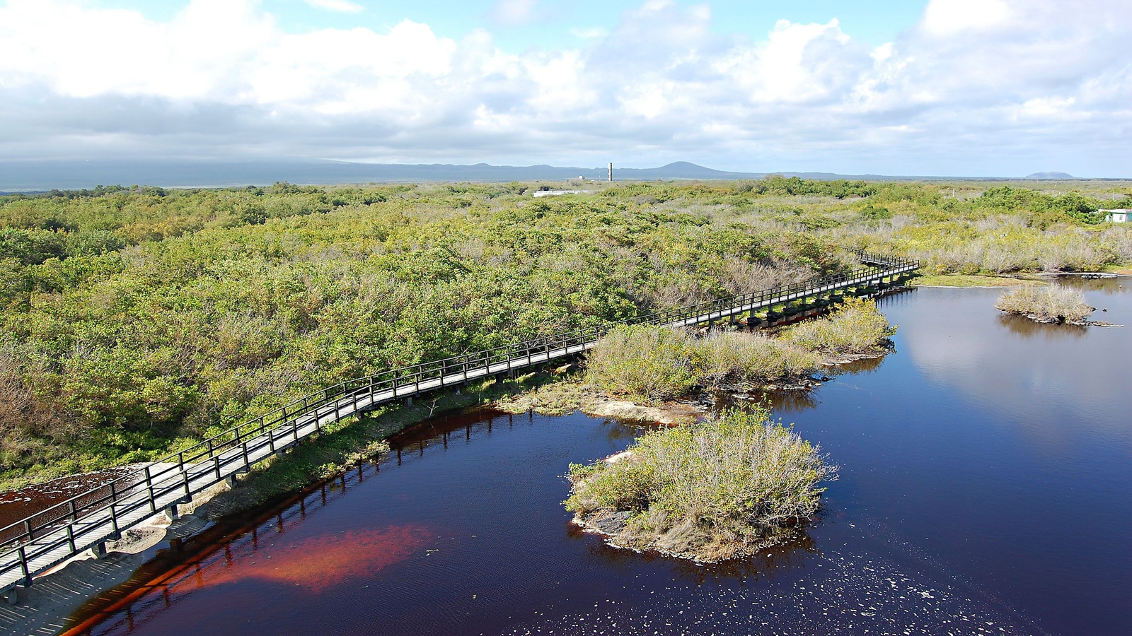 iguana-crossing-isabela-galapagos-islands
