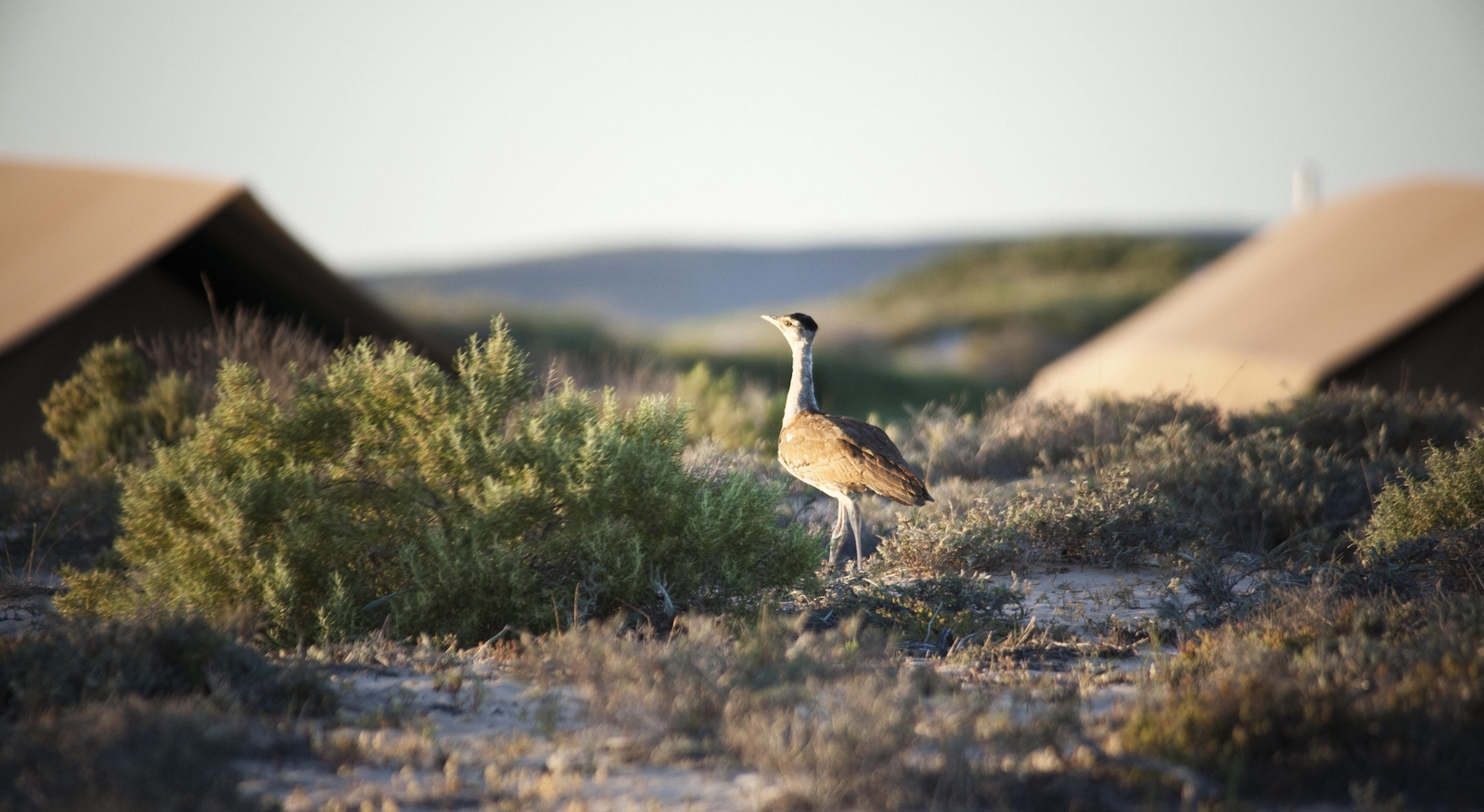 bush turkey at sal salis