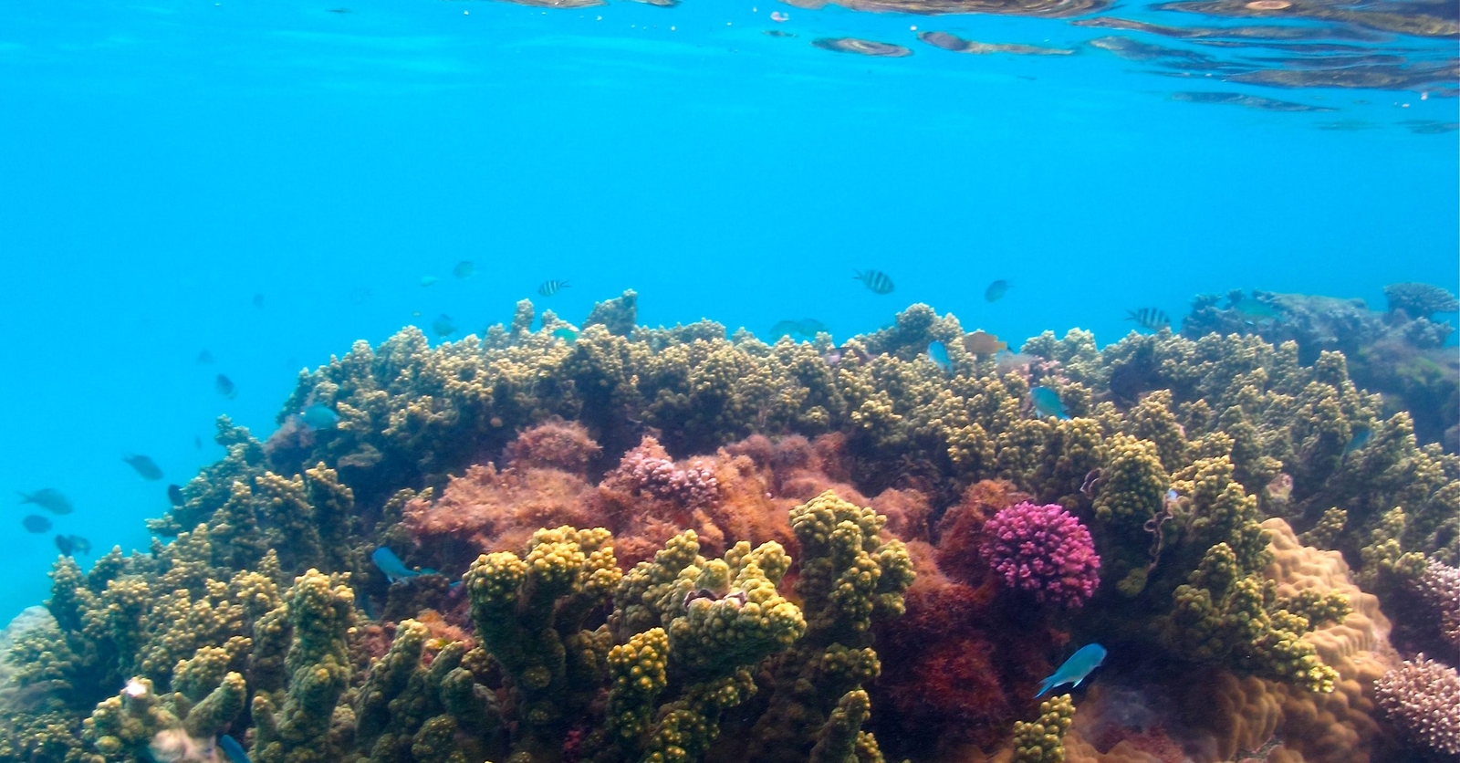 Coral Reef Sal Salis Australia