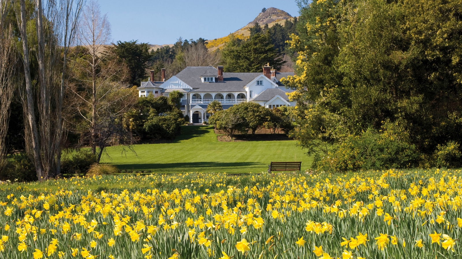 otahuna-new-zealand-daffodils