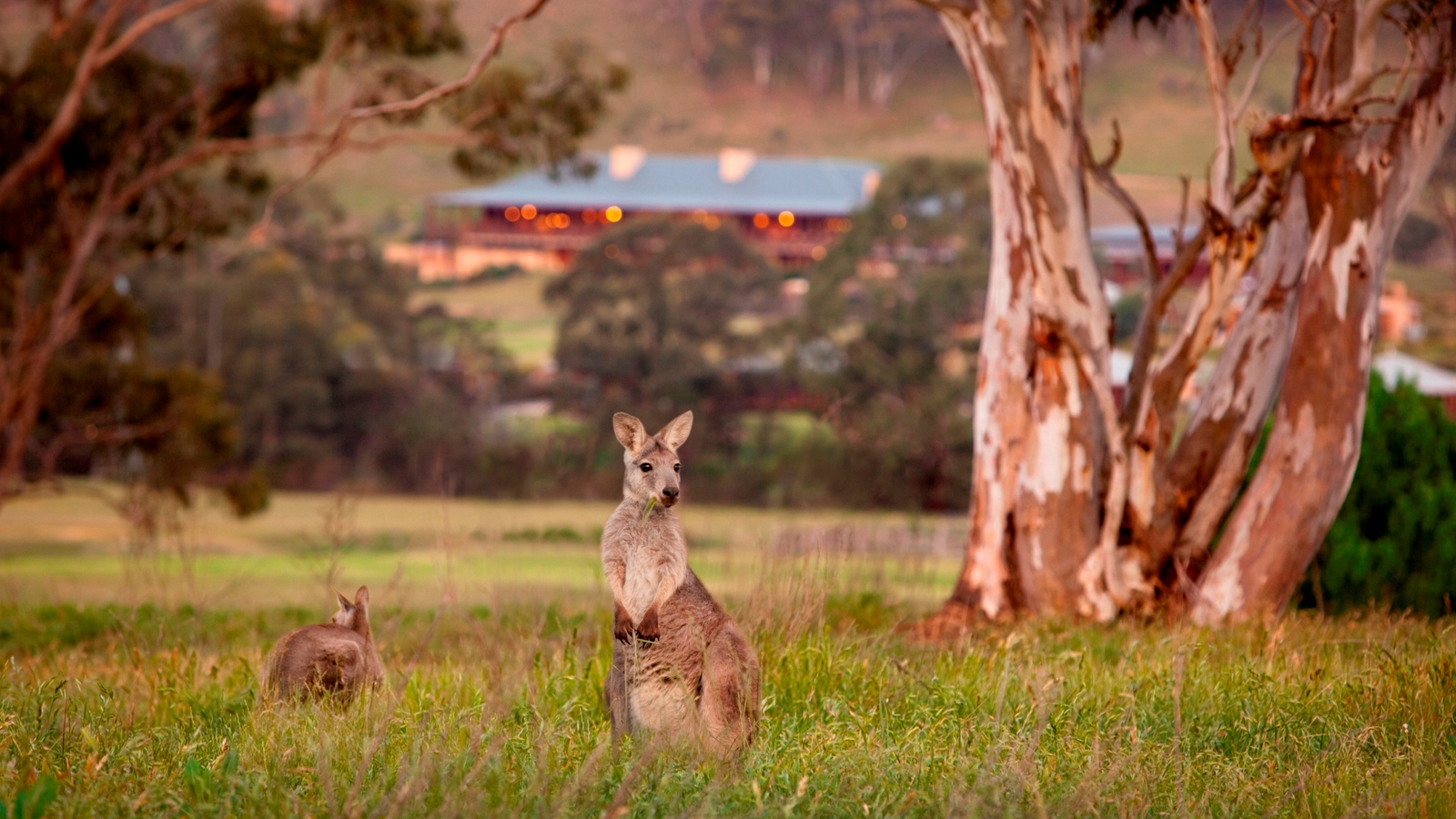 wolgan-valley-wallaby