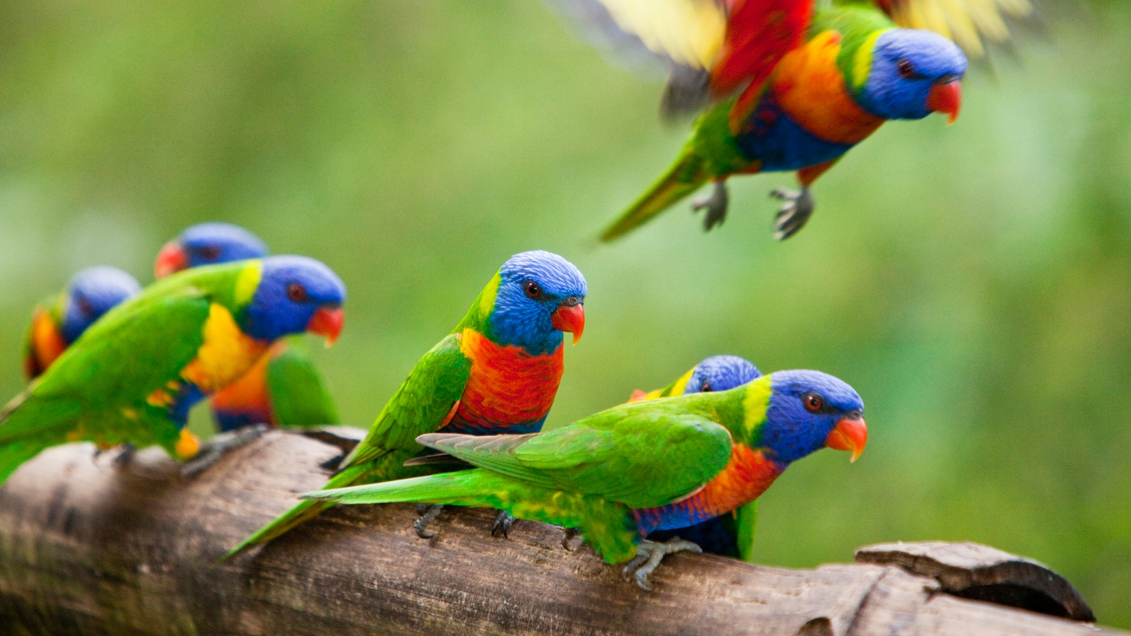 rose-gums-parrots
