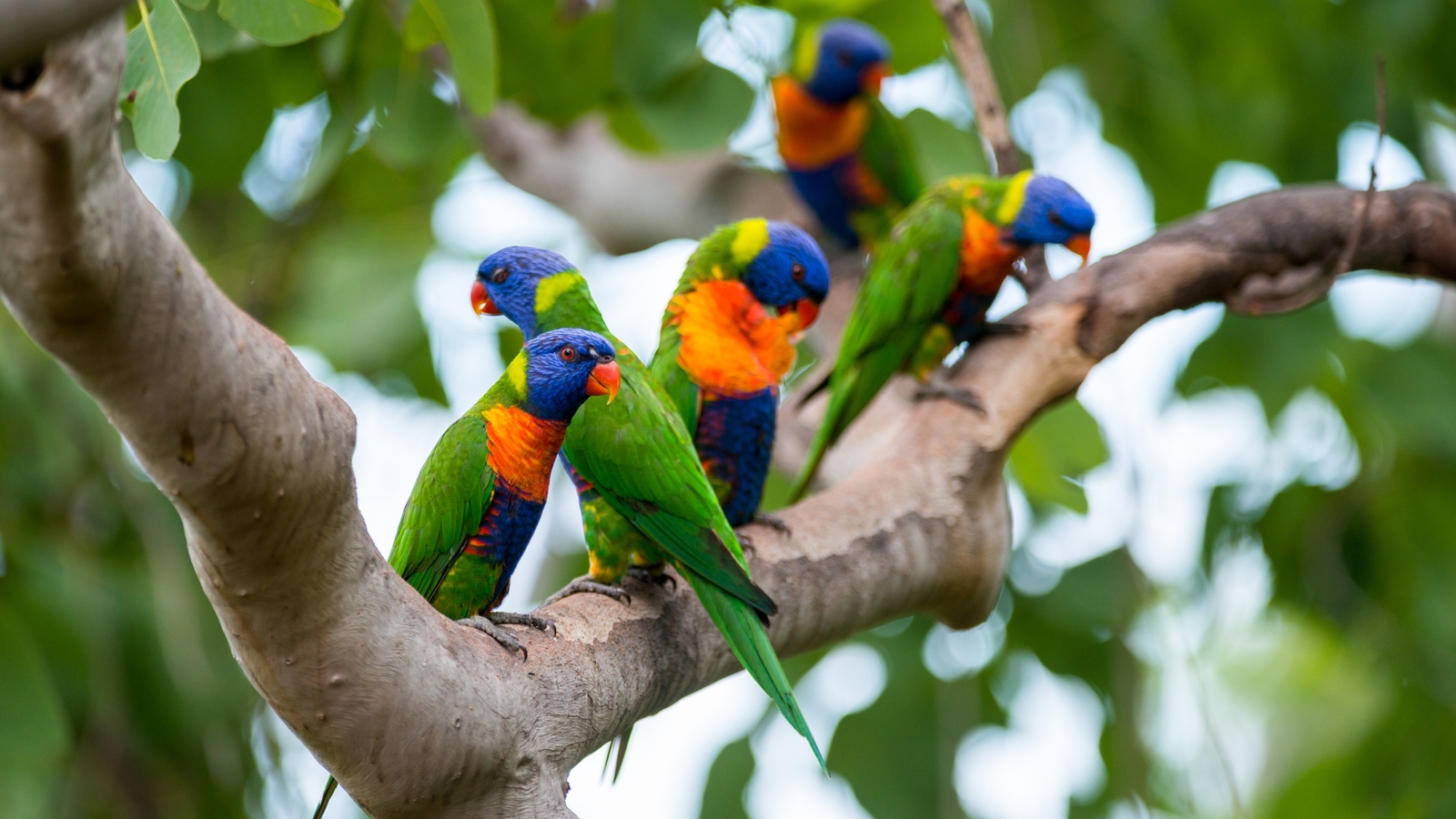 thala-beach-nature-reserve-birds