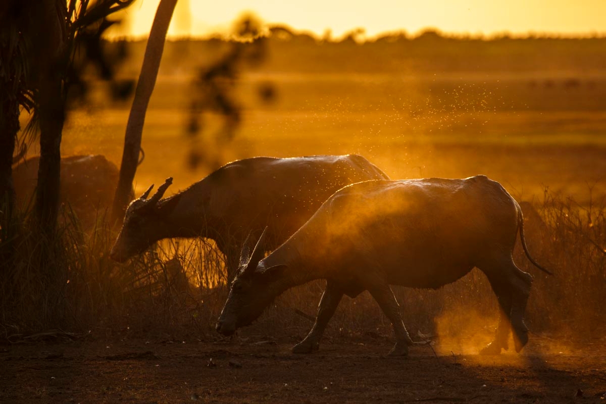 Lord's Kakadu and Arnhemland Safaris