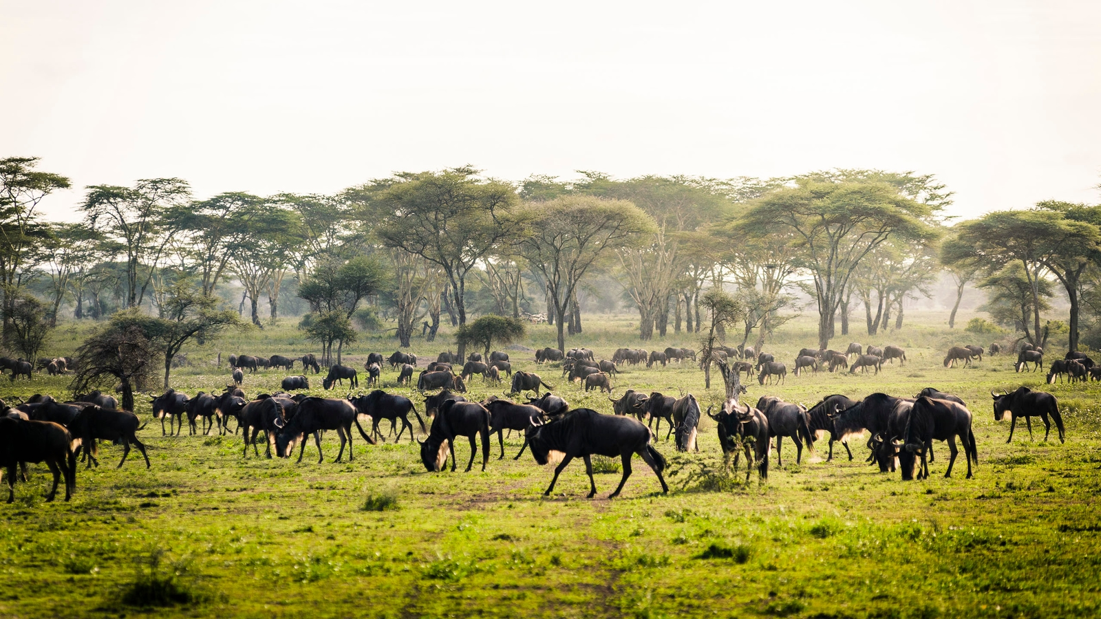 Wildebeest herd roaming the Serengeti