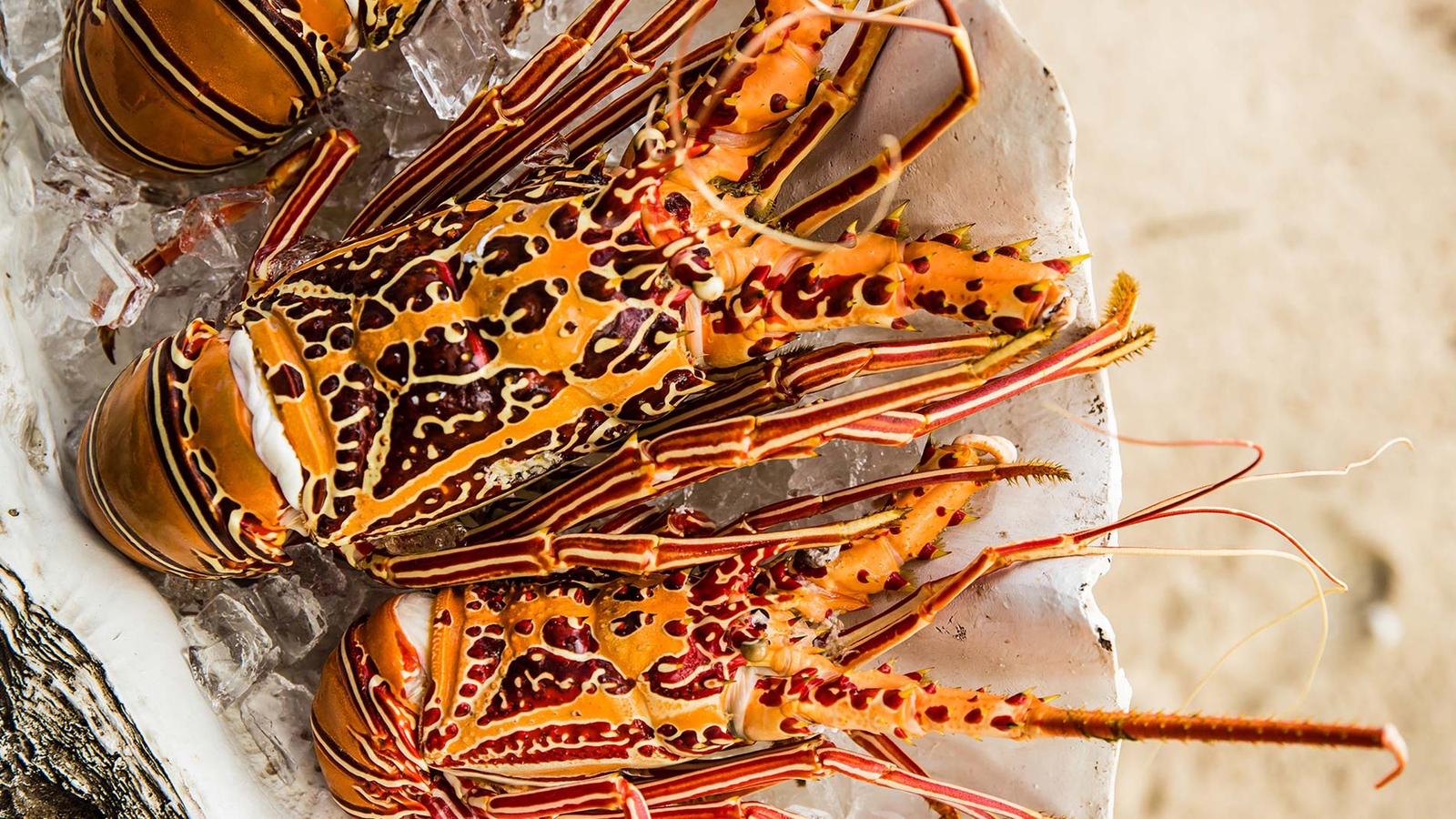 kokomo-private-island-lobster