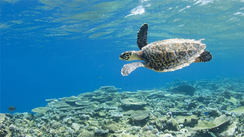 Park Hyatt Maldives Hadahaa turtle