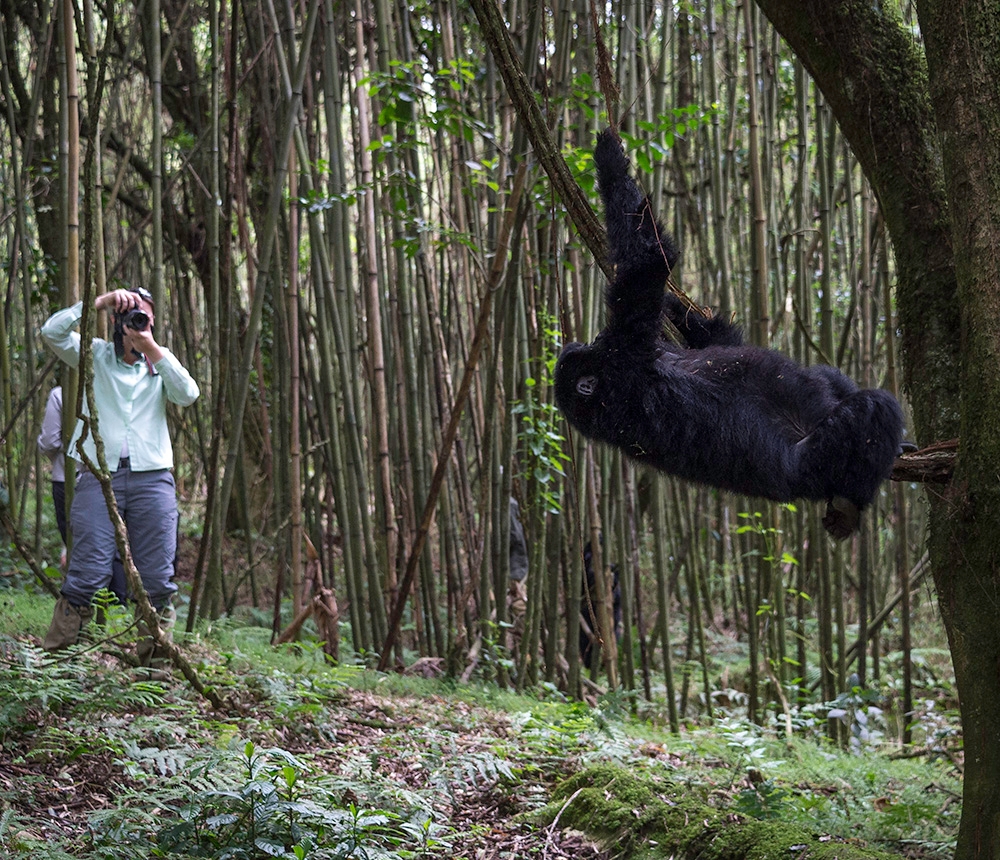 A photographer takes a picture of a large black gorilla hanging from a tree in a bamboo forest.