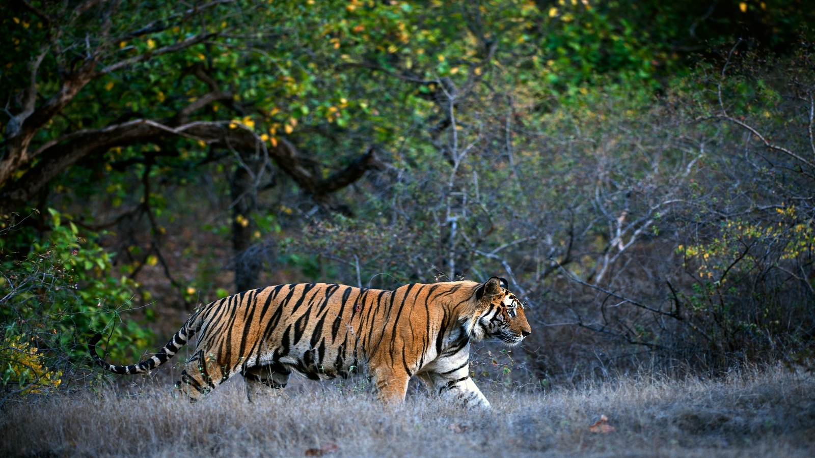 A Bengal tiger walks through dry grass along the edge of a dense, leafy forest.