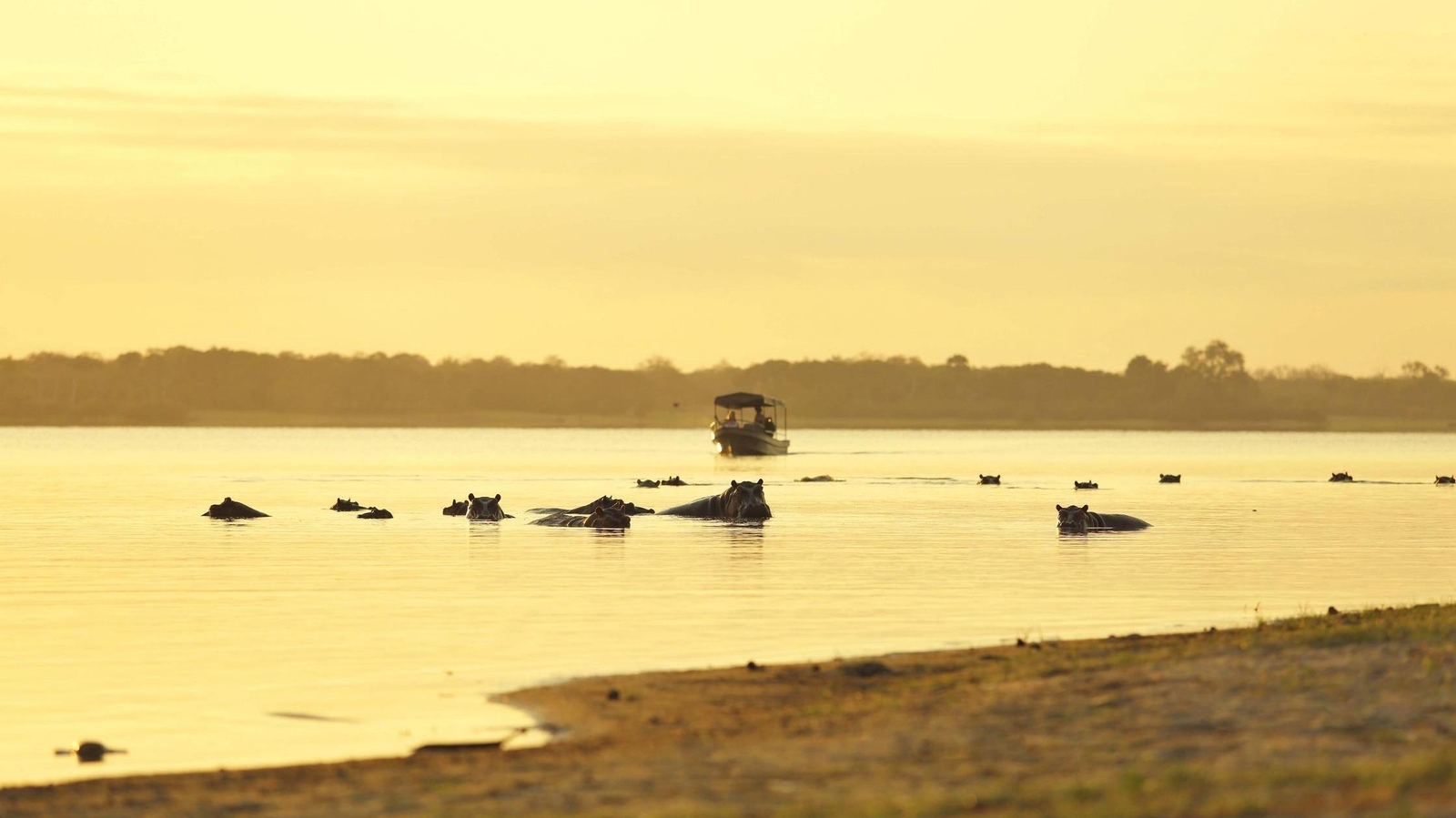 A boating safari on the Great Rufiji River with hippos wallowing in the water.
